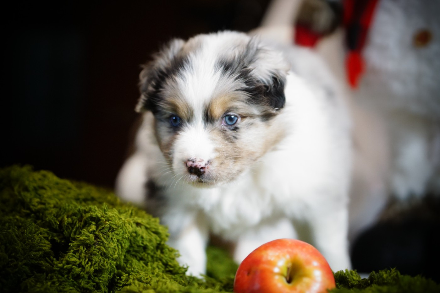 des Monts Ardéchois - Chiots disponibles - Berger Australien