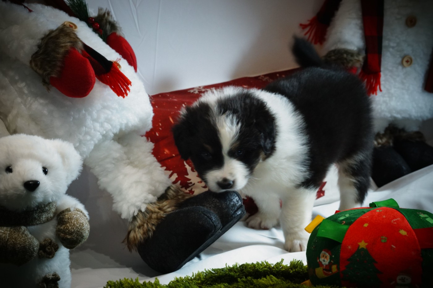 des Monts Ardéchois - Chiots disponibles - Berger Australien