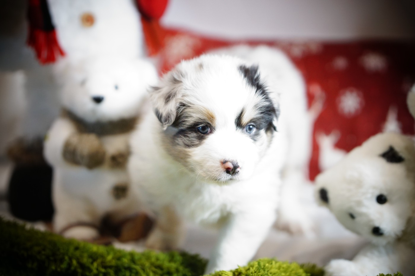 des Monts Ardéchois - Chiots disponibles - Berger Australien