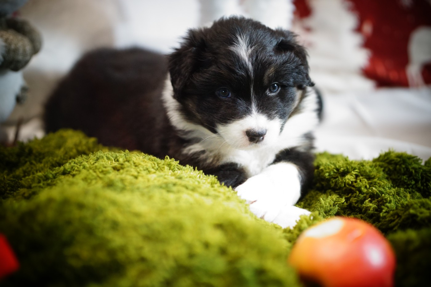 des Monts Ardéchois - Chiots disponibles - Berger Australien