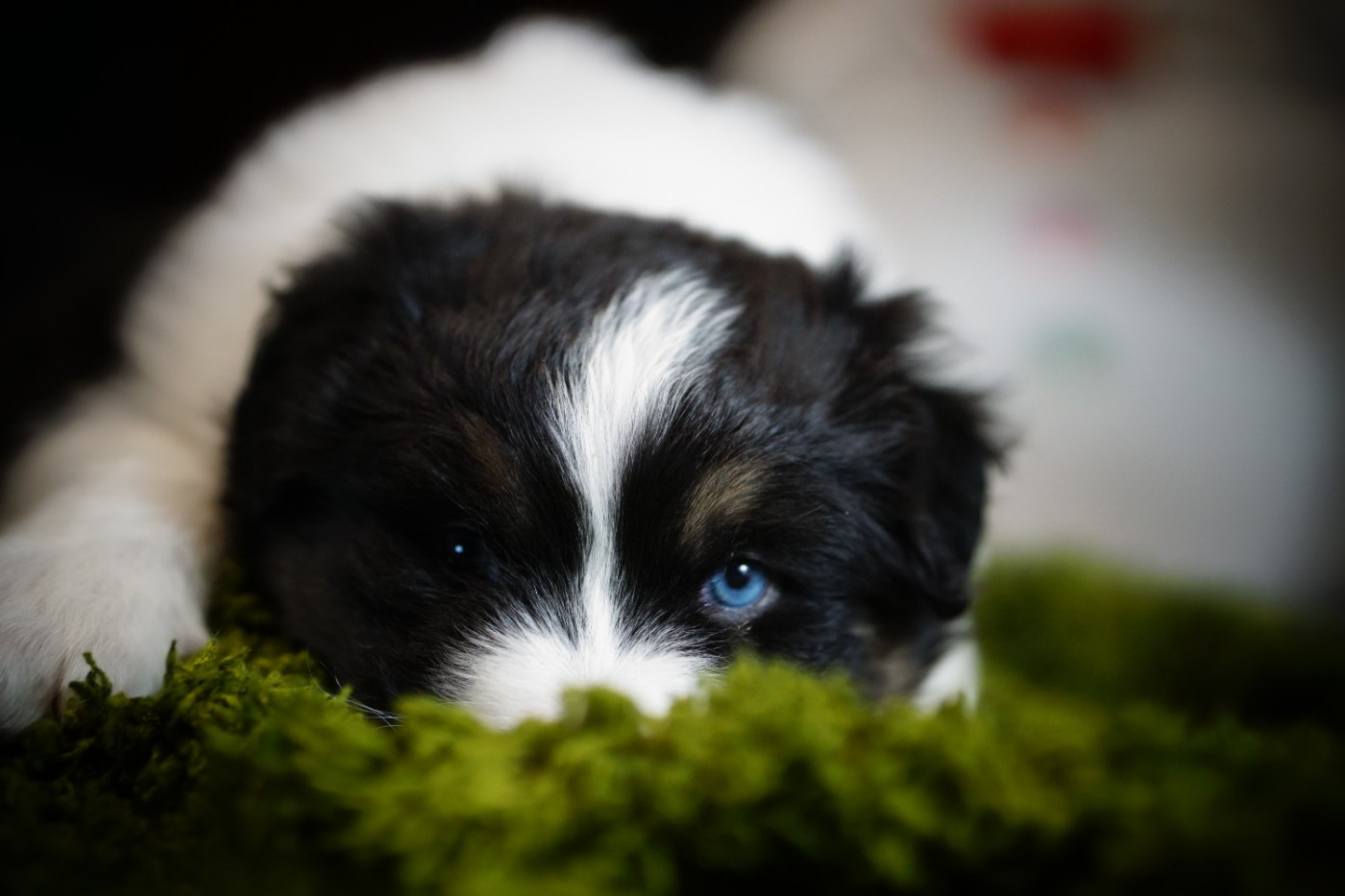 des Monts Ardéchois - Chiots disponibles - Berger Australien