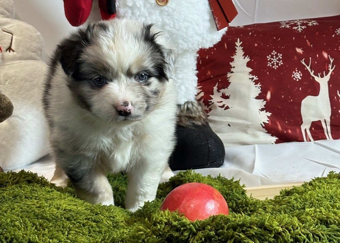 des Monts Ardéchois - Chiots disponibles - Berger Australien