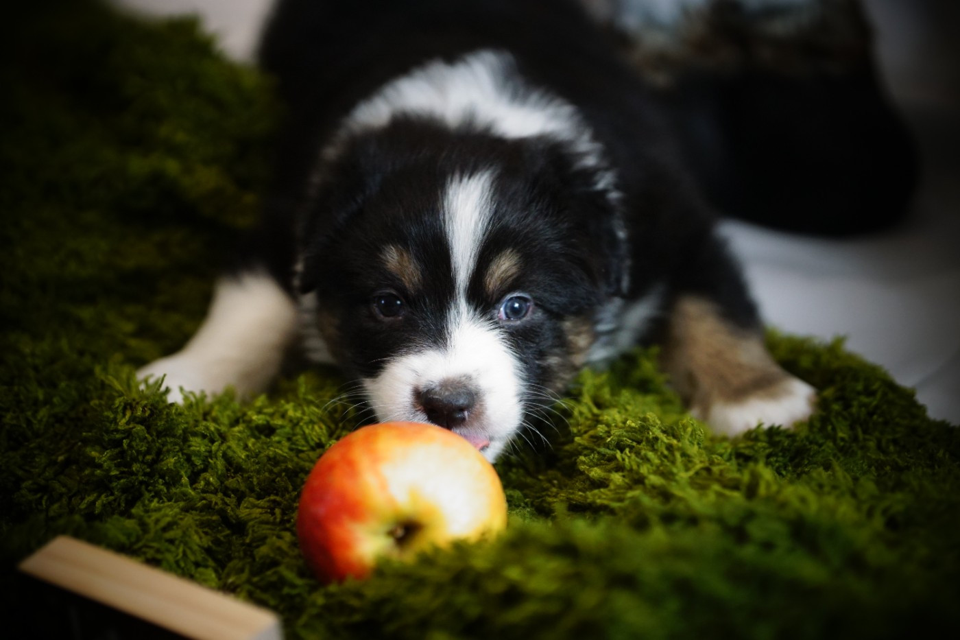 des Monts Ardéchois - Chiots disponibles - Berger Australien