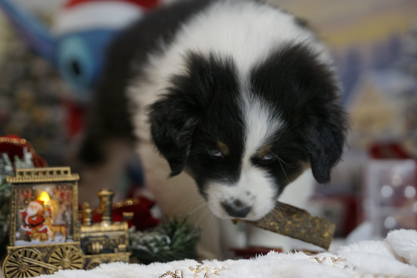 des Monts Ardéchois - Chiots disponibles - Berger Australien