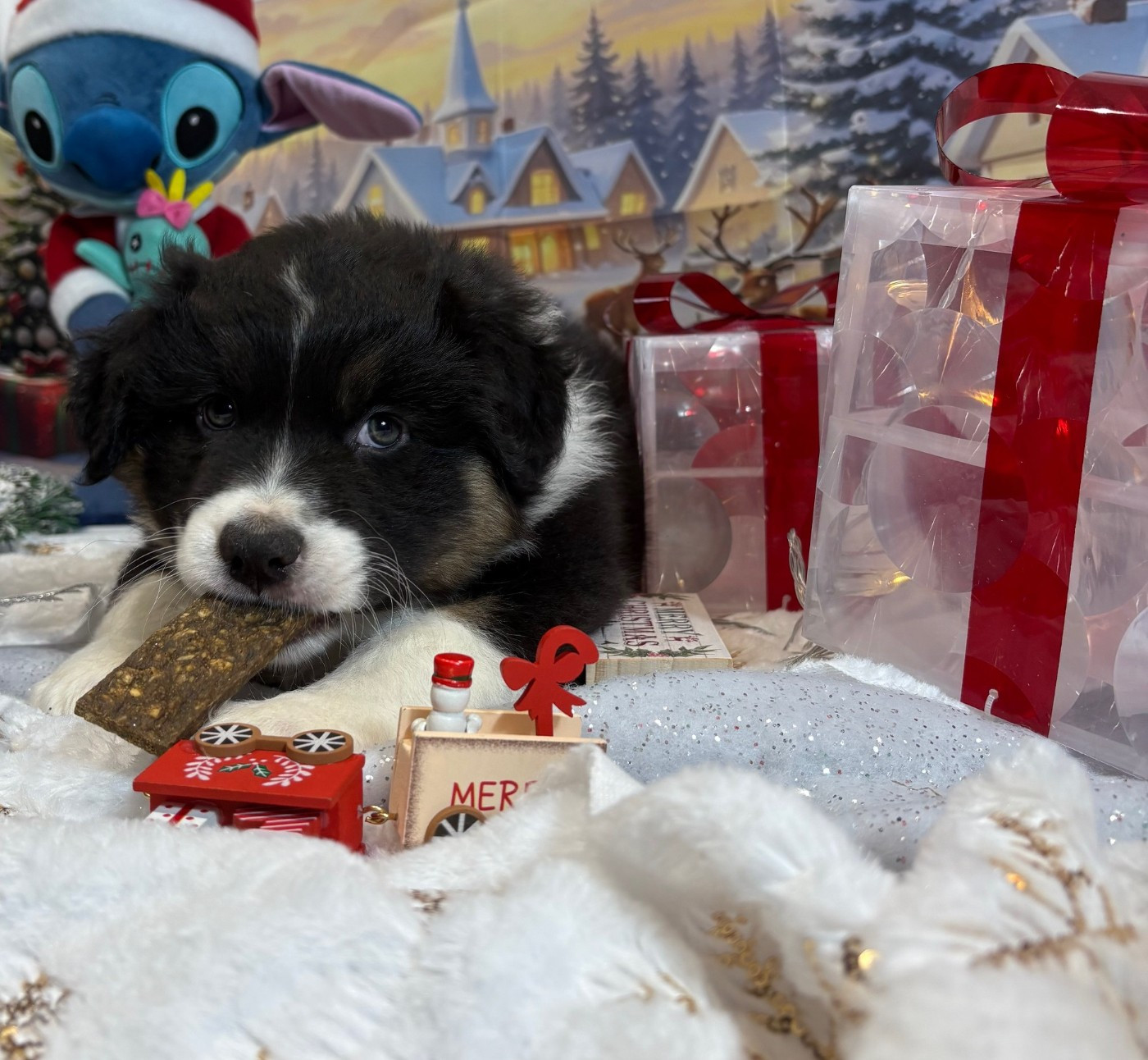 des Monts Ardéchois - Chiots disponibles - Berger Australien