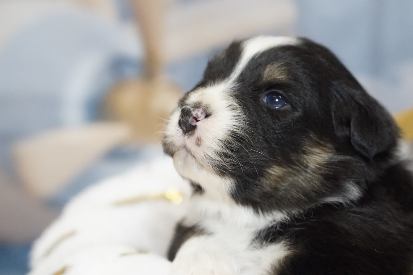 des Monts Ardéchois - Chiots disponibles - Berger Australien