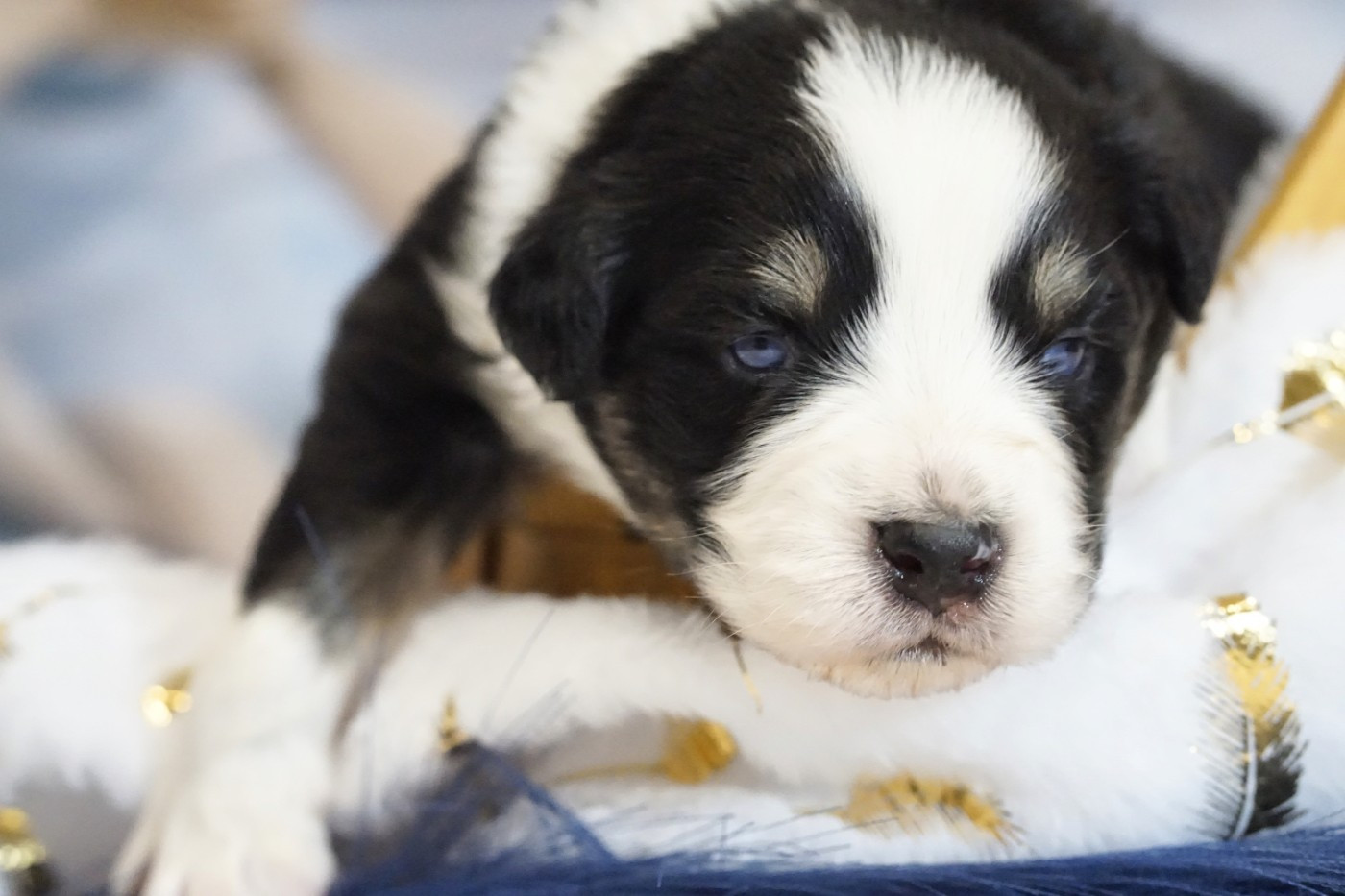 des Monts Ardéchois - Chiots disponibles - Berger Australien