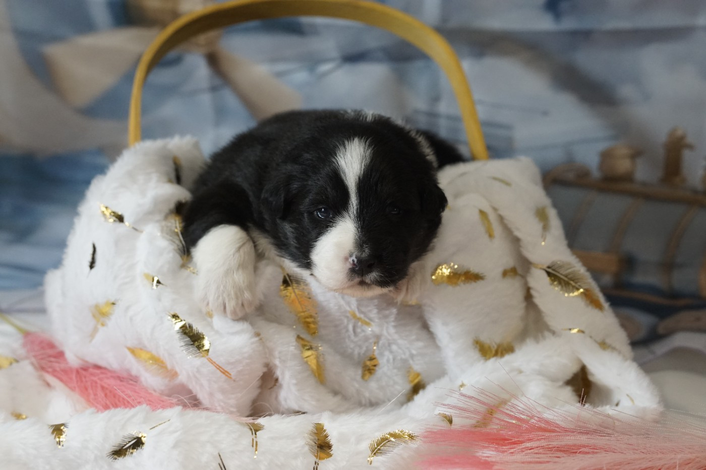 des Monts Ardéchois - Chiots disponibles - Berger Australien