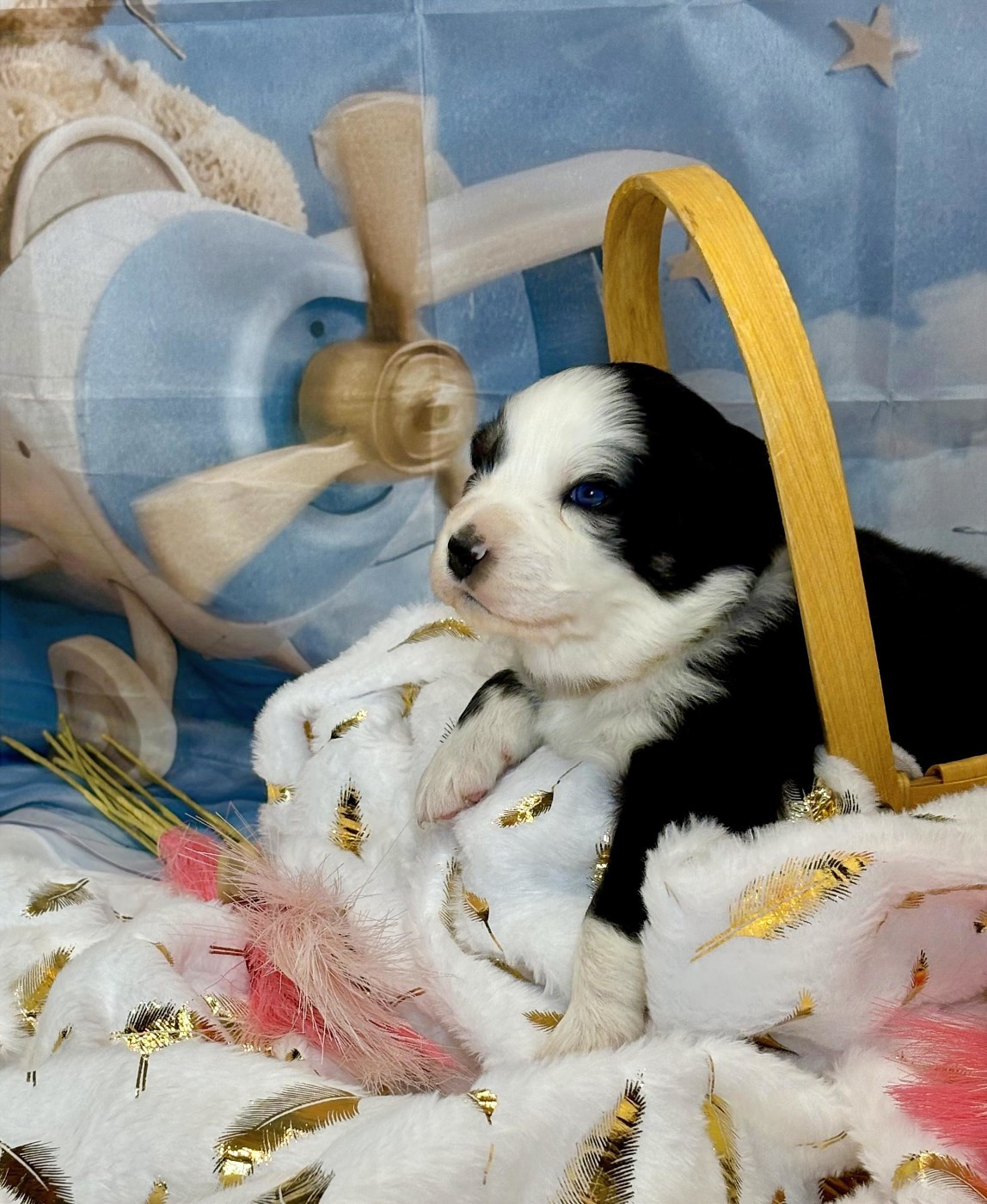 des Monts Ardéchois - Chiots disponibles - Berger Australien