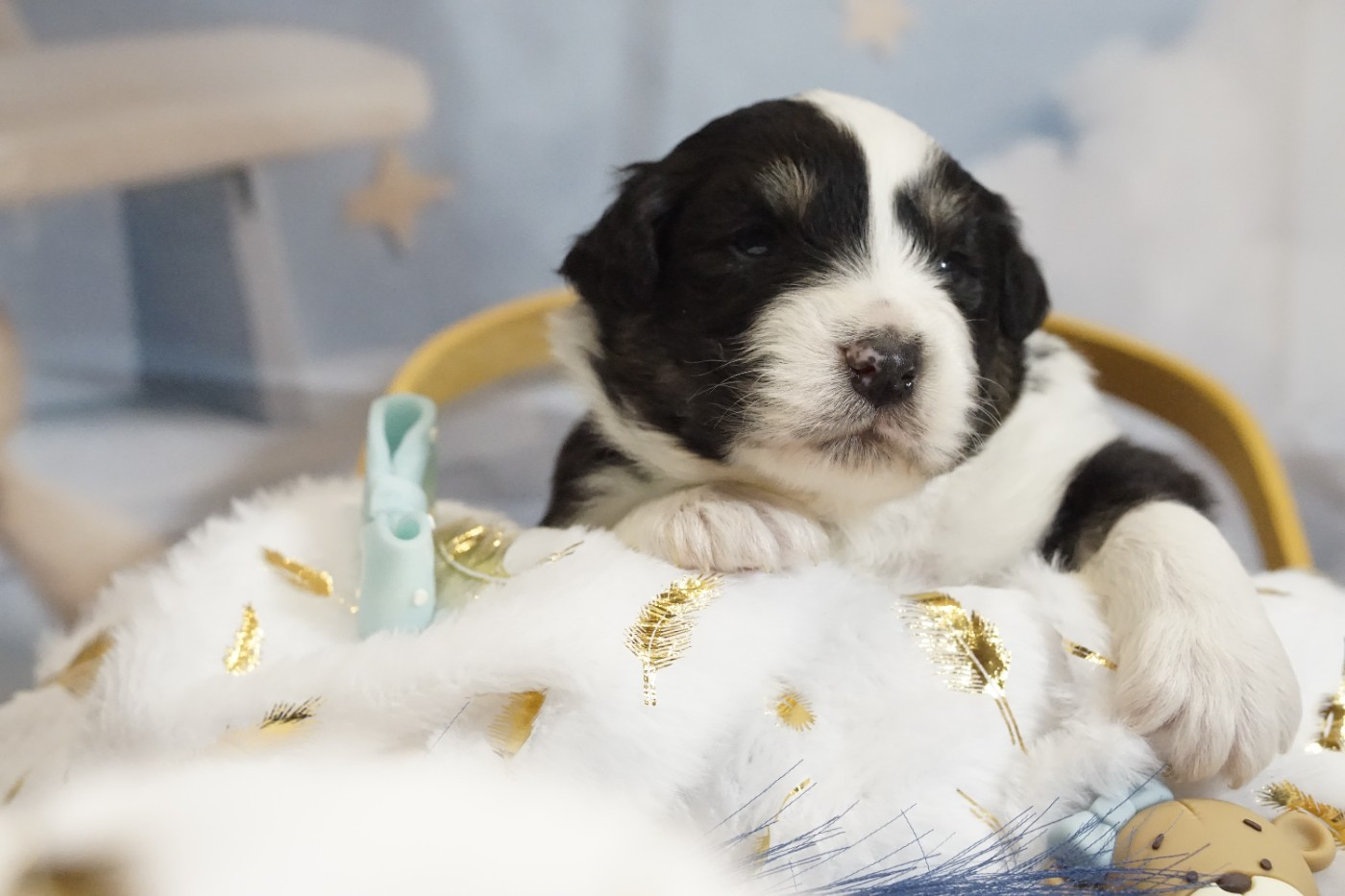 des Monts Ardéchois - Chiots disponibles - Berger Australien