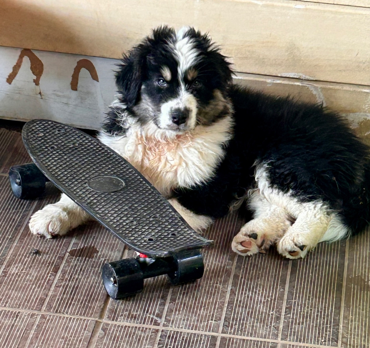 des Monts Ardéchois - Chiots disponibles - Berger Australien