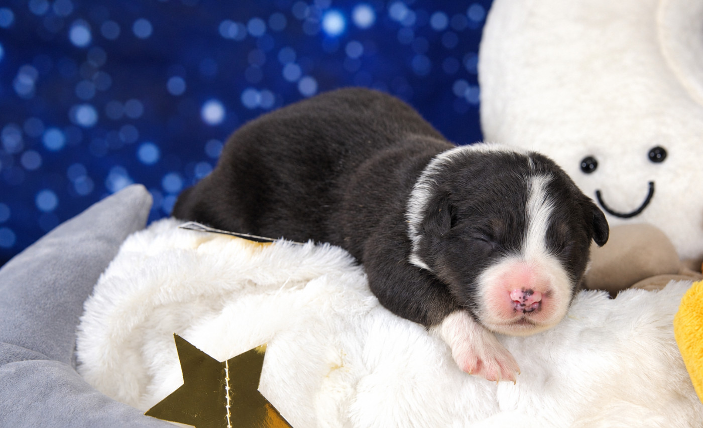 des Monts Ardéchois - Chiots disponibles - Berger Australien