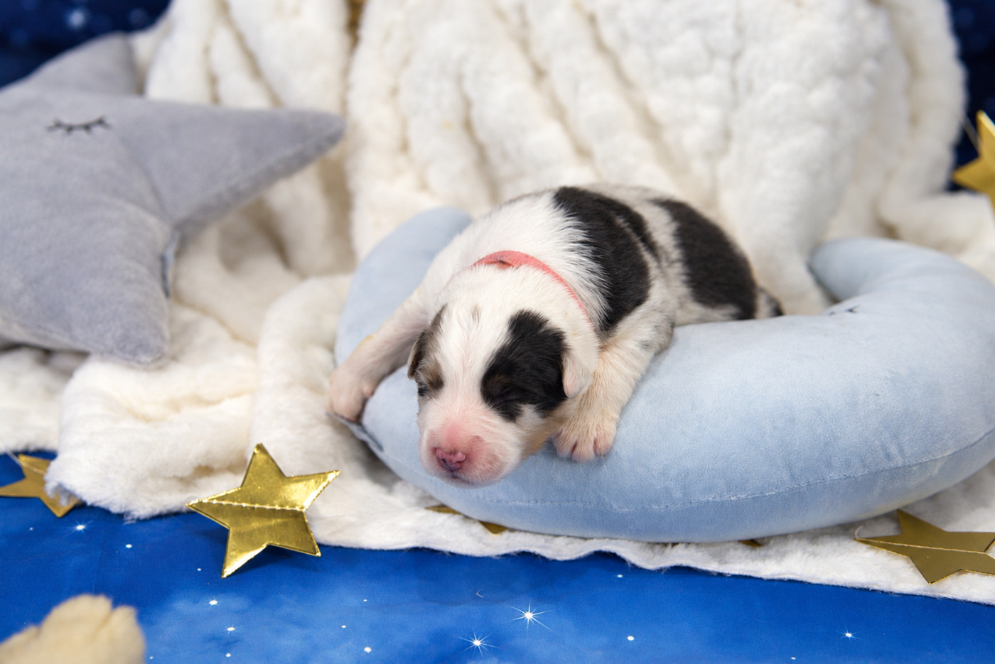 des Monts Ardéchois - Chiots disponibles - Berger Australien