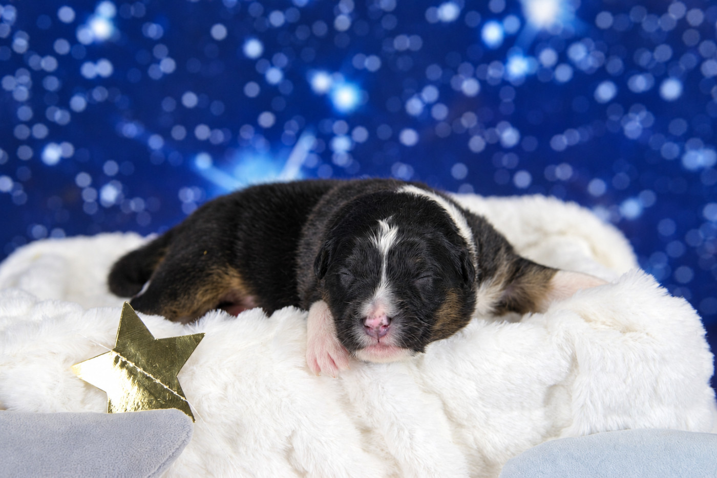 des Monts Ardéchois - Chiots disponibles - Berger Australien
