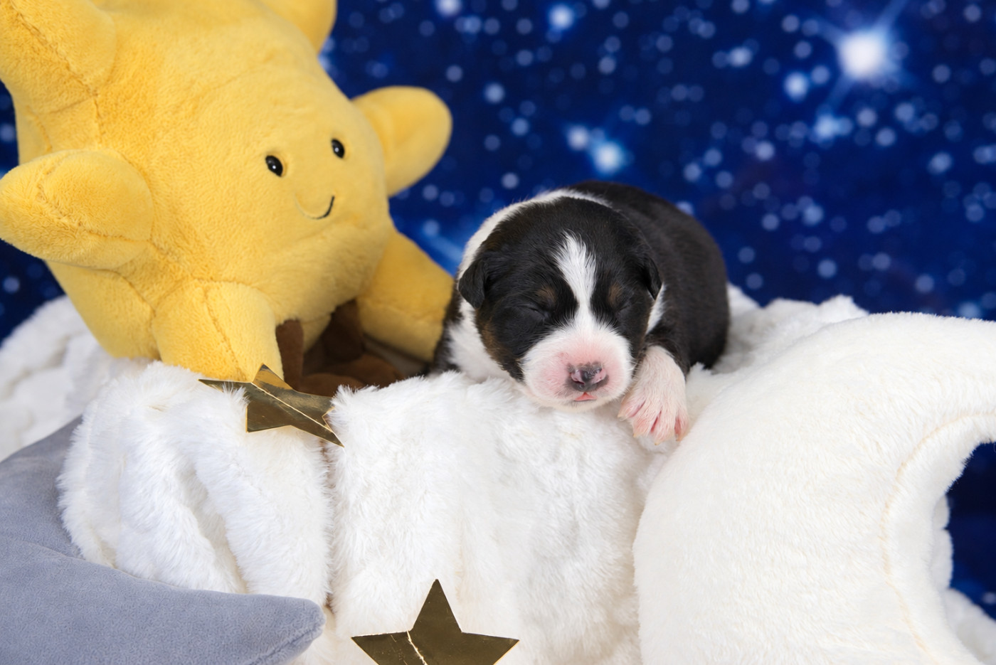 des Monts Ardéchois - Chiots disponibles - Berger Australien