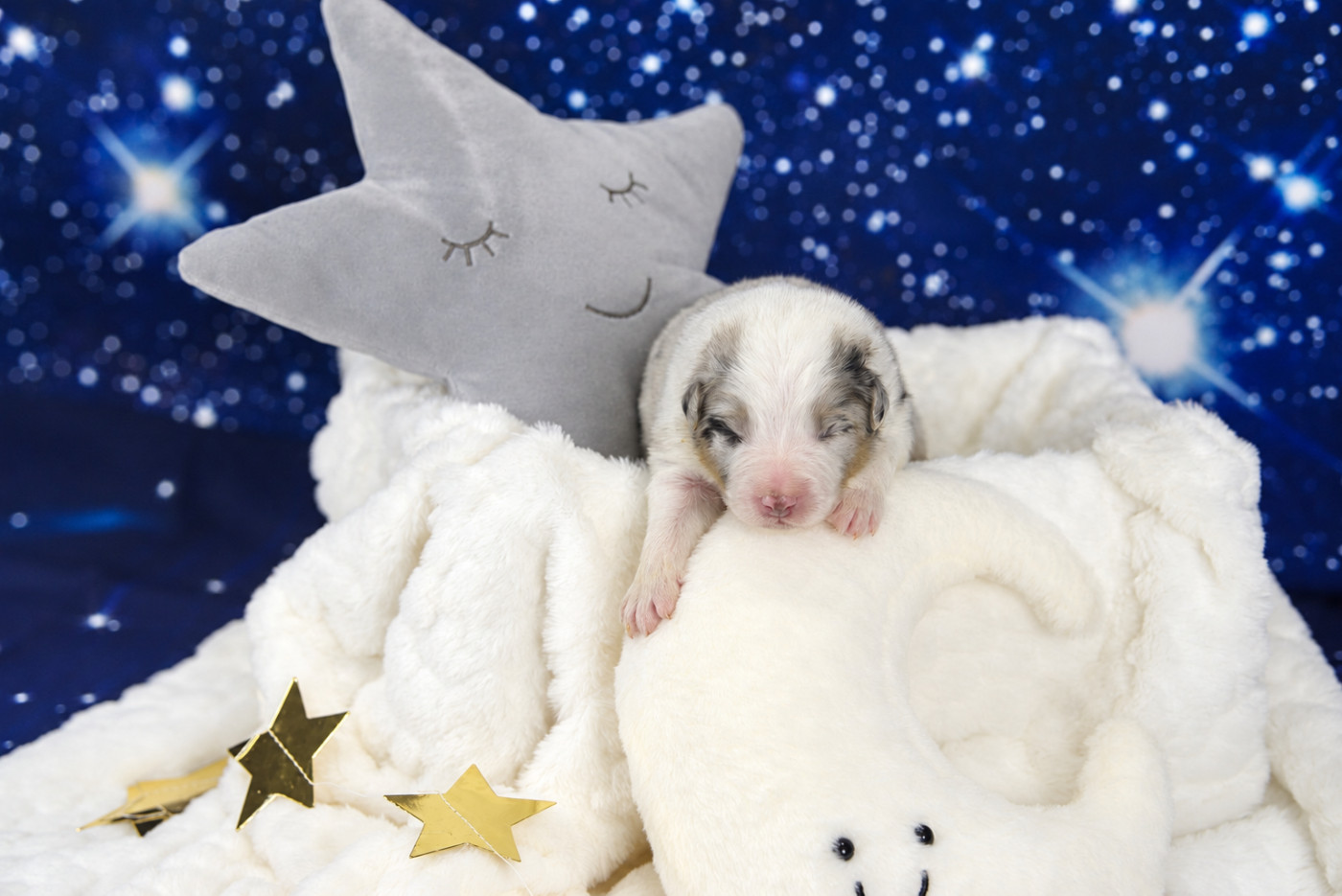 des Monts Ardéchois - Chiots disponibles - Berger Australien