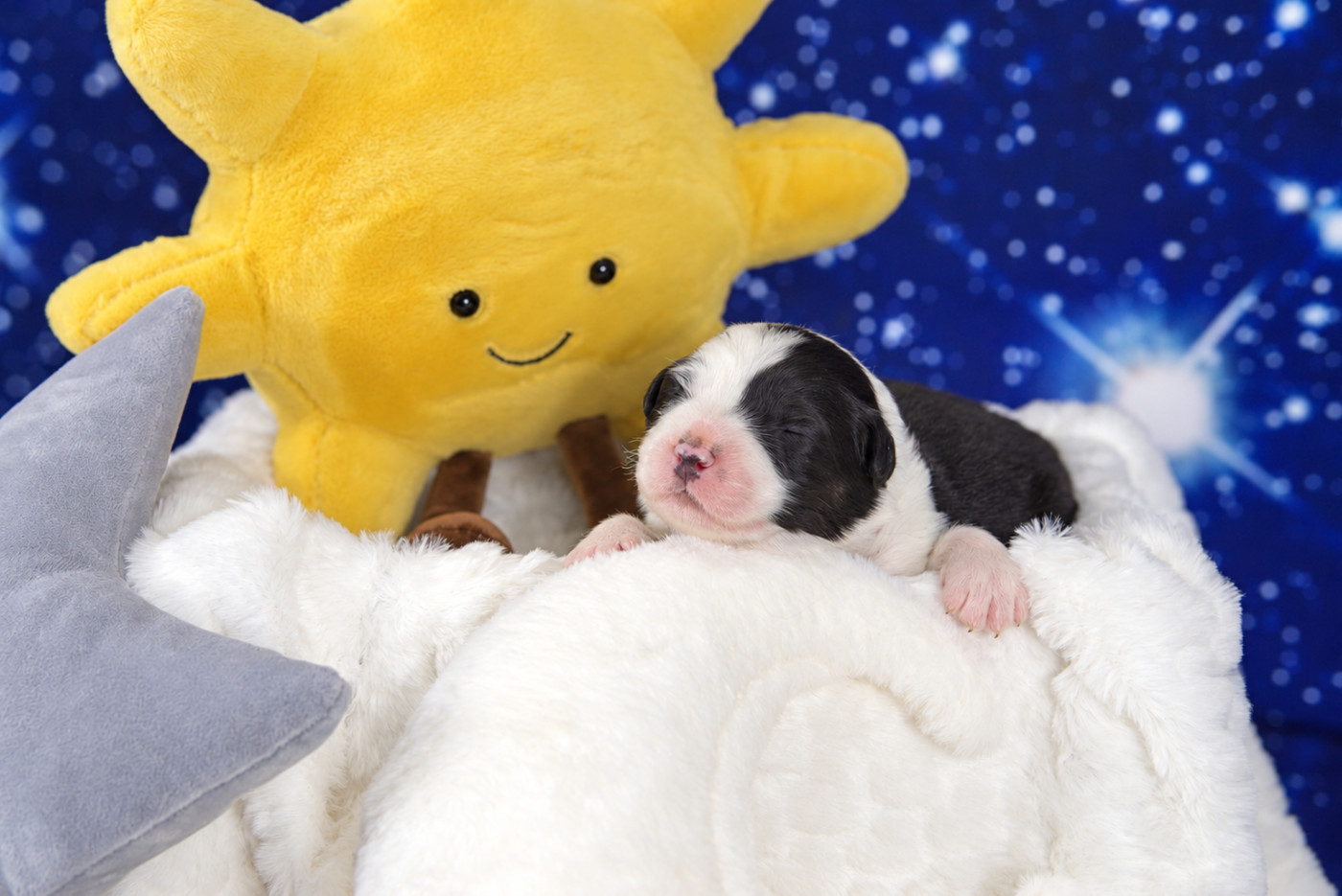 des Monts Ardéchois - Chiots disponibles - Berger Australien