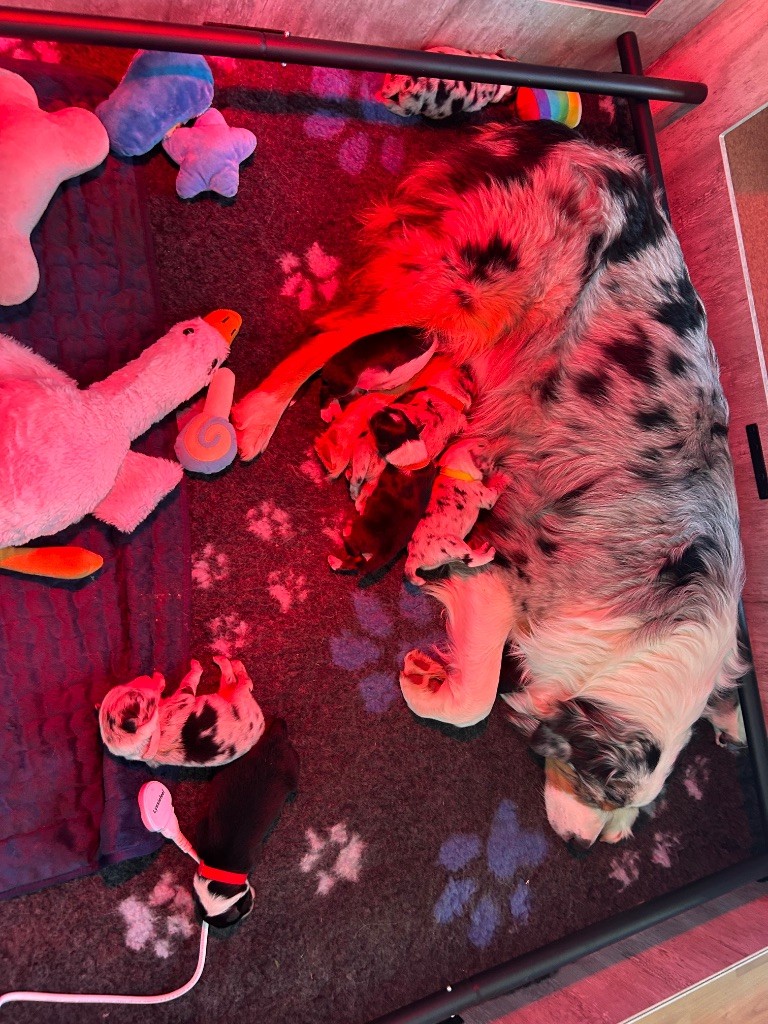 David Labrouve - Berger Australien - Portée née le 26/10/2025